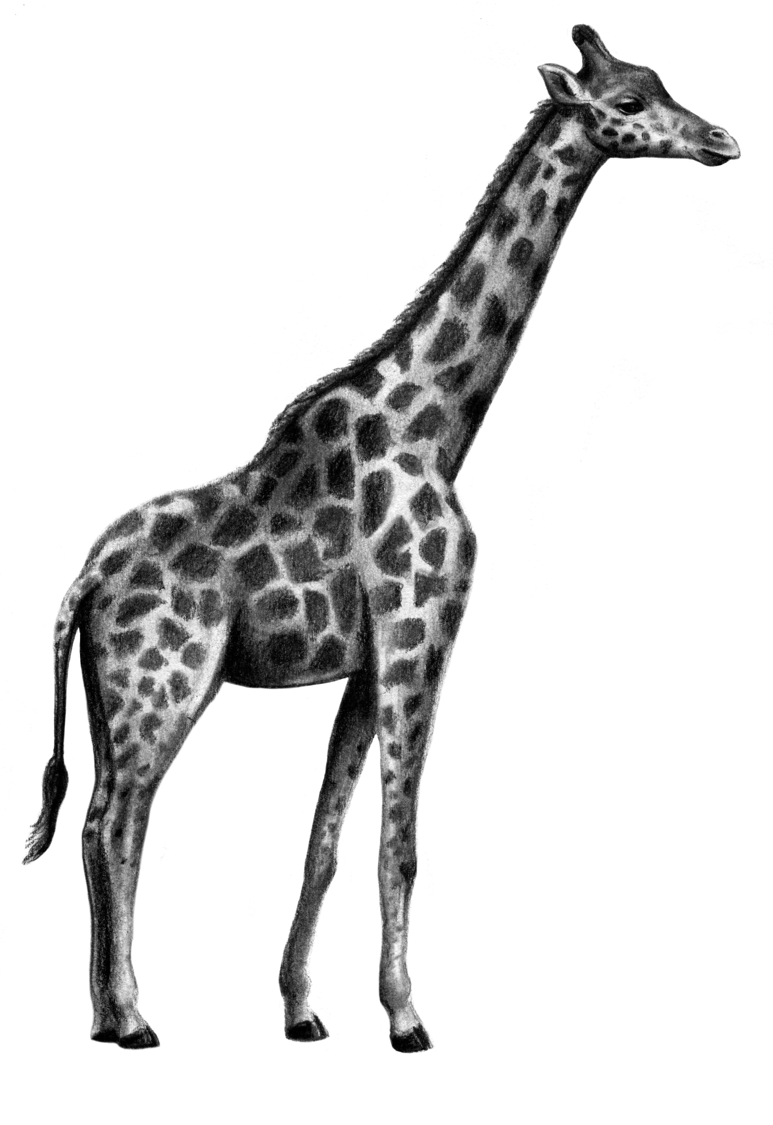Жираф сбоку