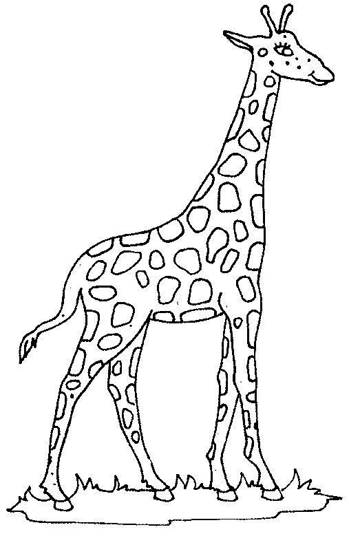 507x779 giraffe clipart black and white black and white giraffe drawing - Giraffe Images Drawing