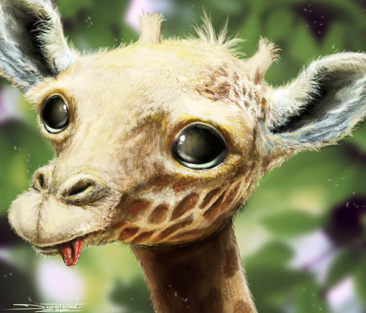 750x640 Baby Giraffe Drawing - Giraffe Images Drawing