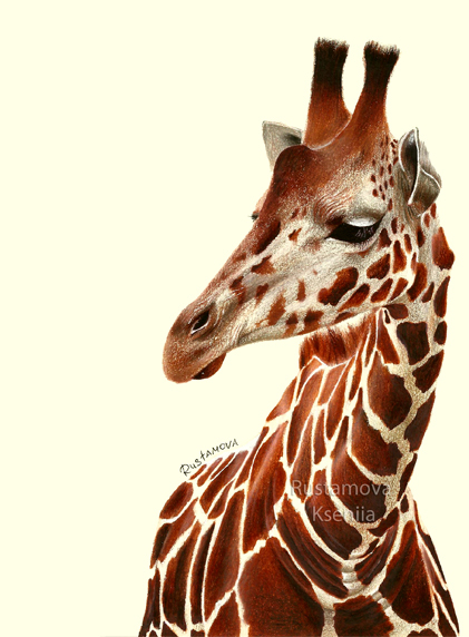 421x572 Color Pencil Drawing Giraffe On Behance - Giraffe Images Drawing