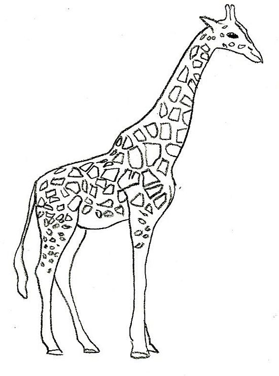 Giraffe Line Drawing at Explore collection of