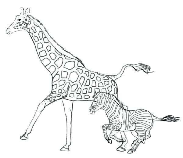 600x518 how to draw a giraffe also line drawing of a giraffe - Giraffe Line Drawing