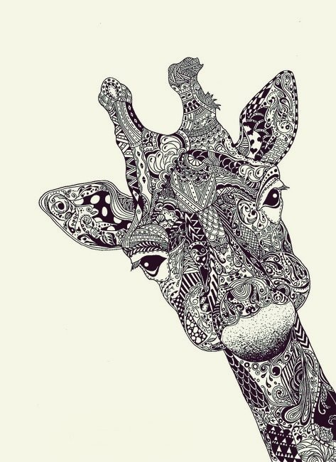 473x650 Line Drawing Discovered - Giraffe Line Drawing