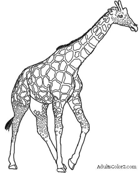 444x553 Serengeti Safari Park Giraffe Drawing - Giraffe Line Drawing