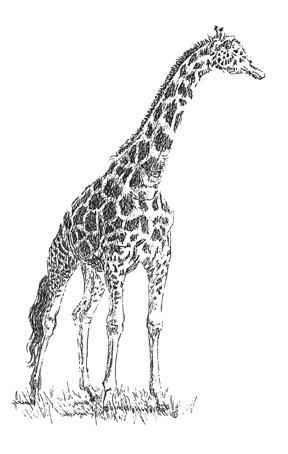 288x454 Wildlife Line Art - Giraffe Line Drawing