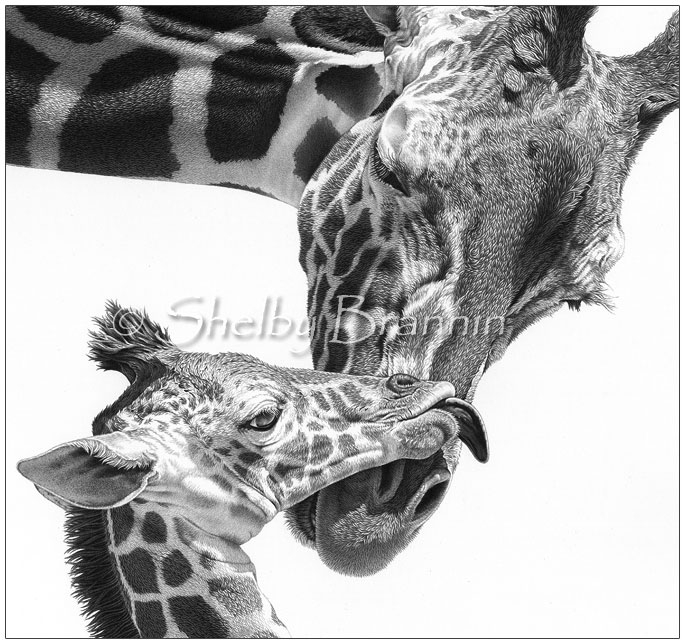 Giraffe Drawing Outline at PaintingValley.com | Explore collection of ...