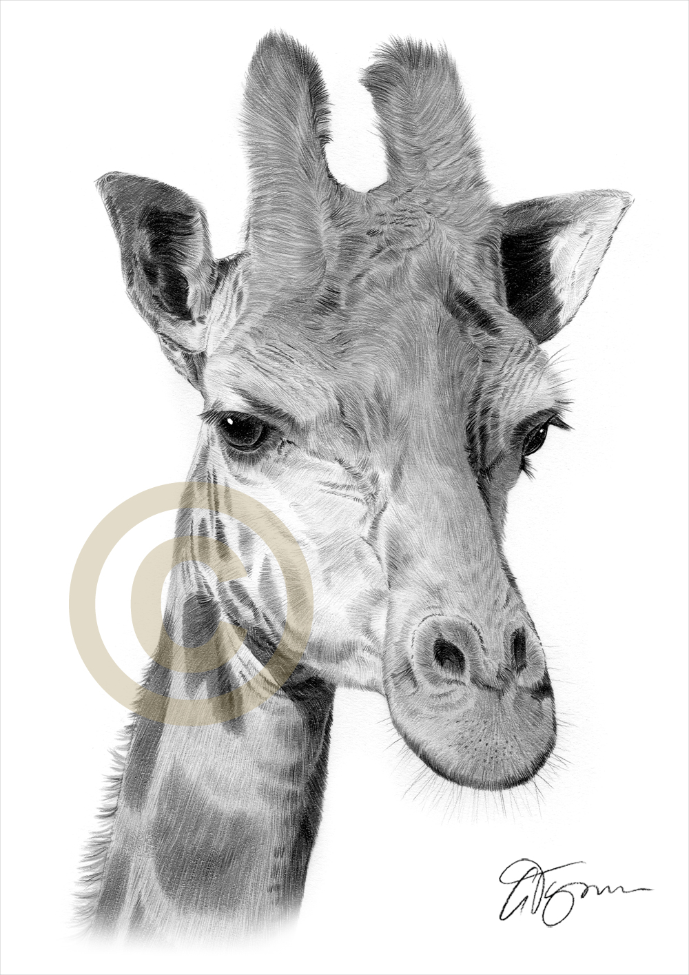 1000x1415 Giraffe Pencil Drawing Art Print Signed - Giraffe Pencil Drawing