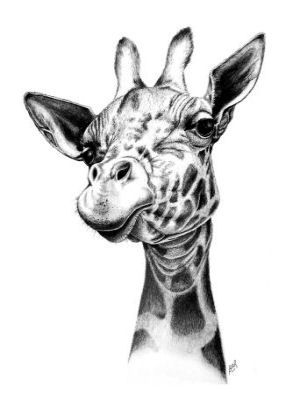 300x400 gallery for gt pencil drawings of giraffes applique quilt ideas - Giraffe Pencil Drawing