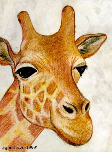 379x513 Giraffe - Giraffe Pencil Drawing