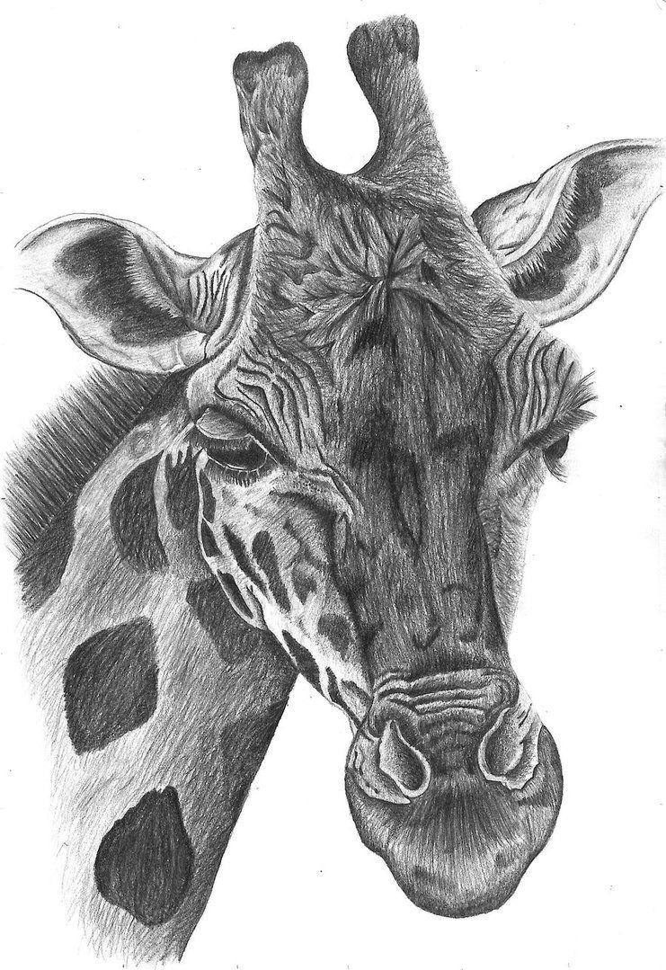 741x1079 giraffe drawing giraffe pencil drawing - Giraffe Pencil Drawing