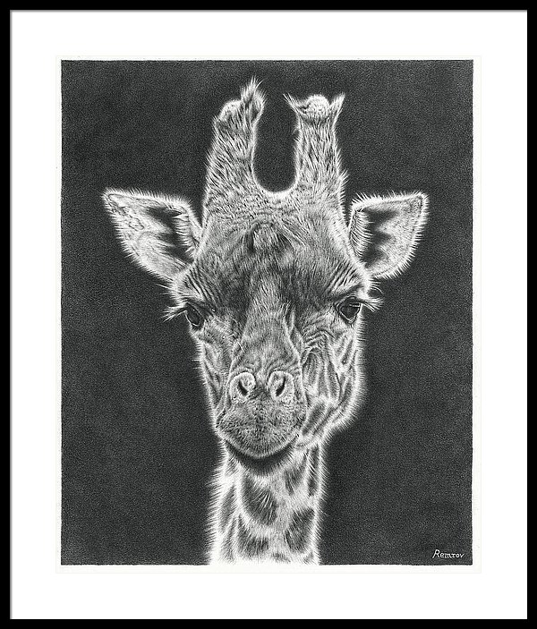 600x703 Giraffe Pencil Drawing Framed Print - Giraffe Pencil Drawing