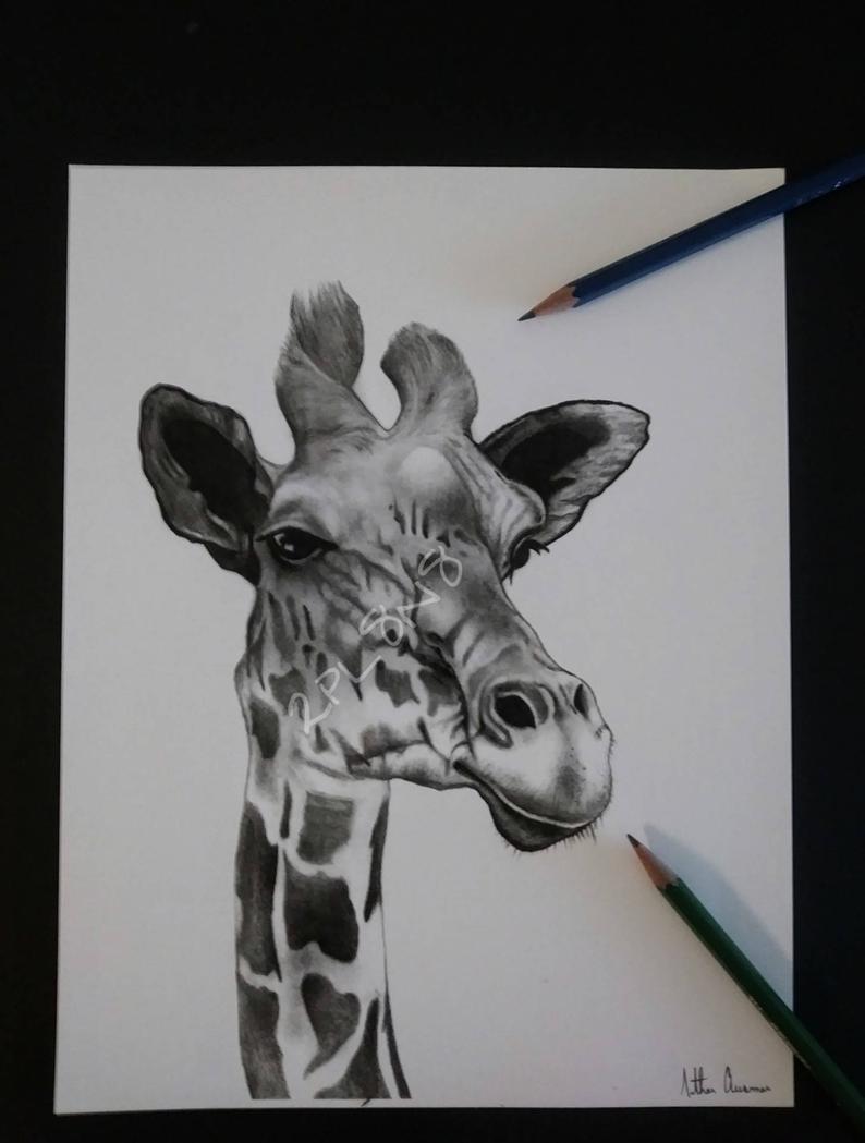 794x1049 Giraffe Pencil Drawing Print Etsy - Giraffe Pencil Drawing