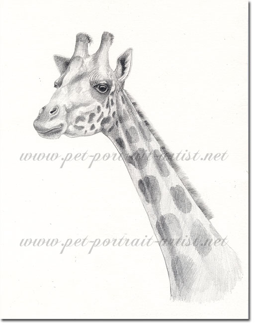 515x655 A Pencil Study Of A Giraffe - Giraffe Pencil Drawing