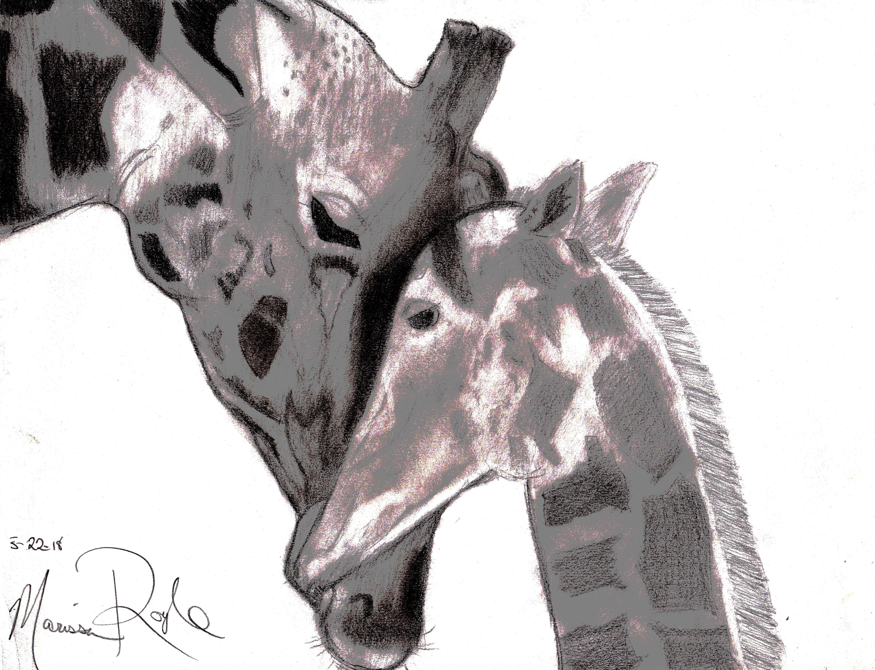 3000x2296 Giraffe Pencil Drawings In X In Etsy - Giraffe Pencil Drawing