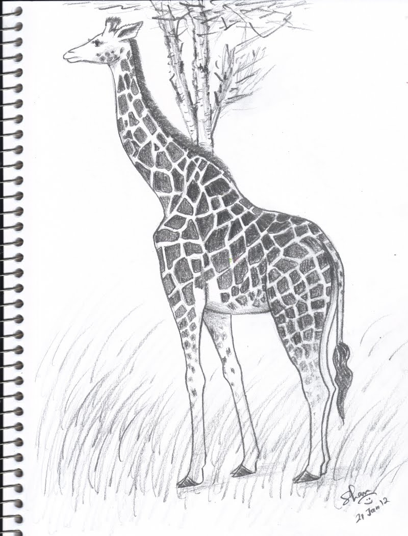 Giraffe Pencil Drawings And Shan's Art Giraffe - Giraffe Pencil Drawin...
