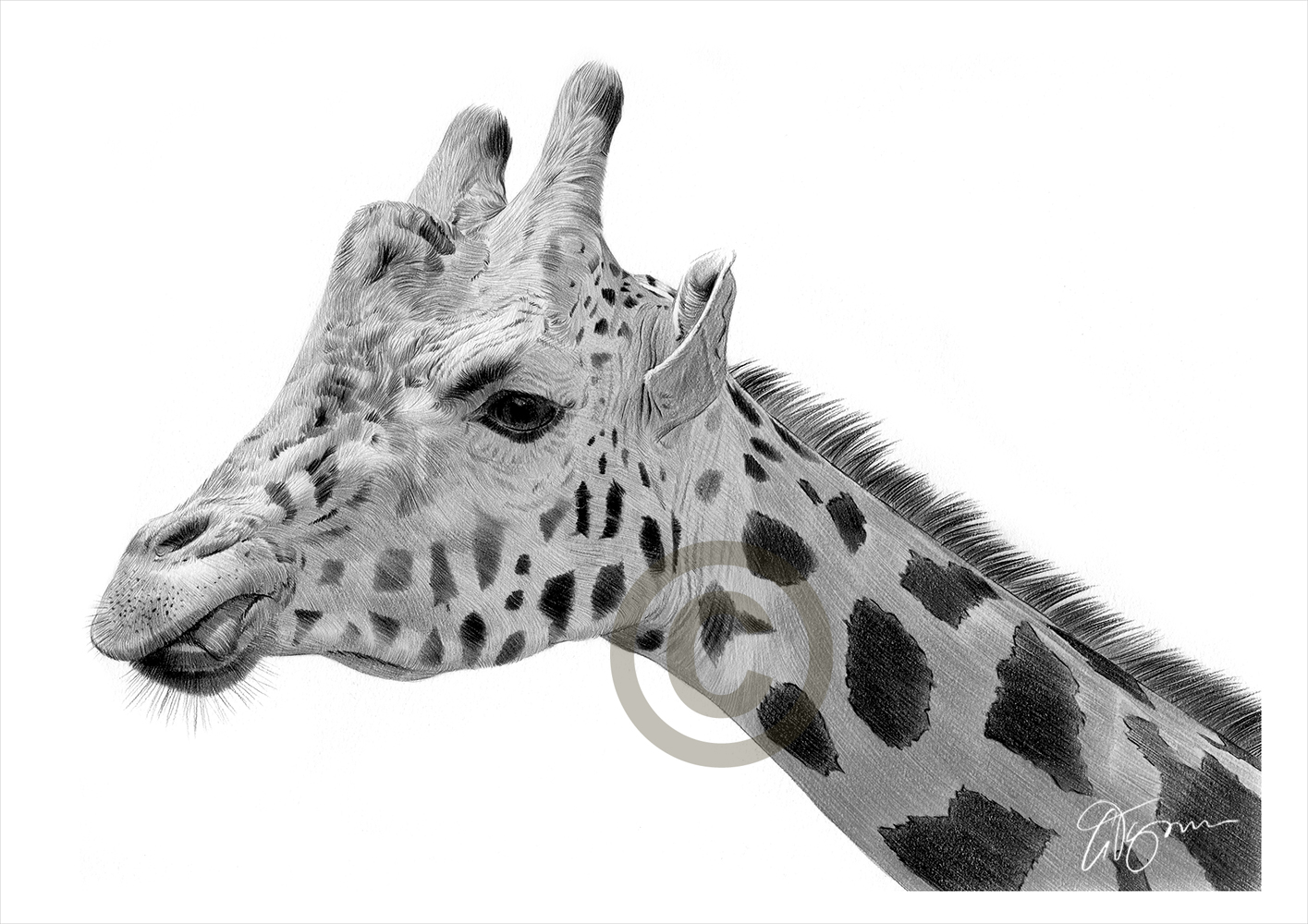 1415x1000 African Giraffe Pencil Drawing Art Print Signed - Giraffe Pencil Drawing