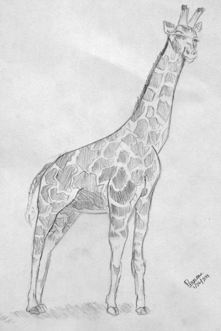 Giraffe Pencil Drawing At Explore Collection Of