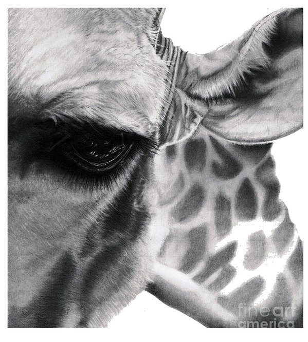 599x666 Realistic Pencil Drawing Of A Giraffe Original Pencil Drawing - Giraffe Pencil Drawing