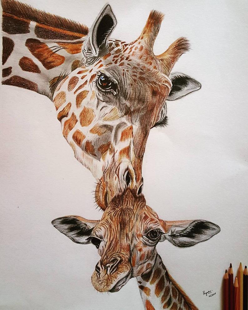 Giraffe Pencil Drawing at PaintingValley.com | Explore collection of ...