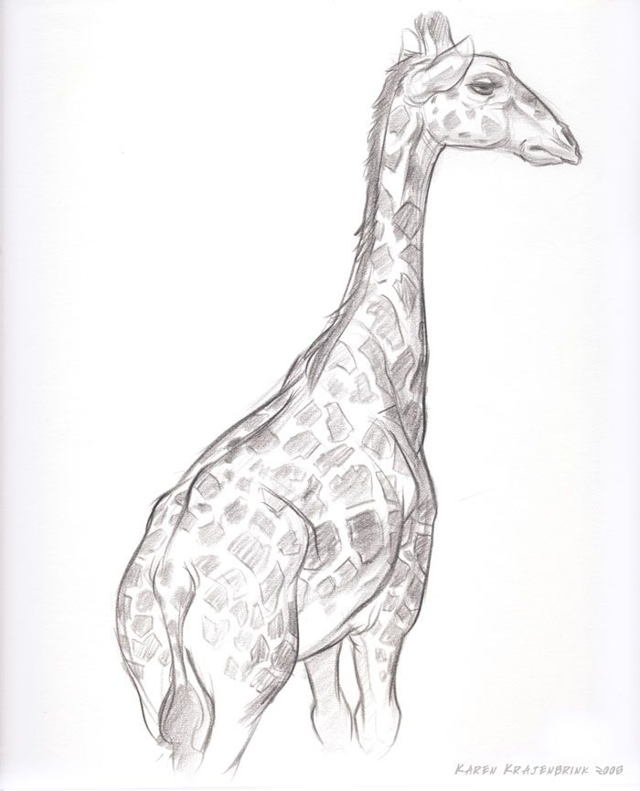 700x865 drawing giraffes baby giraffe pencil drawing zoo sketch giraffe - Giraffe Pencil Drawing