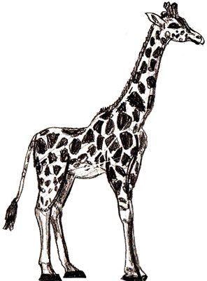 296x400 Giraffe Pencil Drawing - Giraffe Pencil Drawing