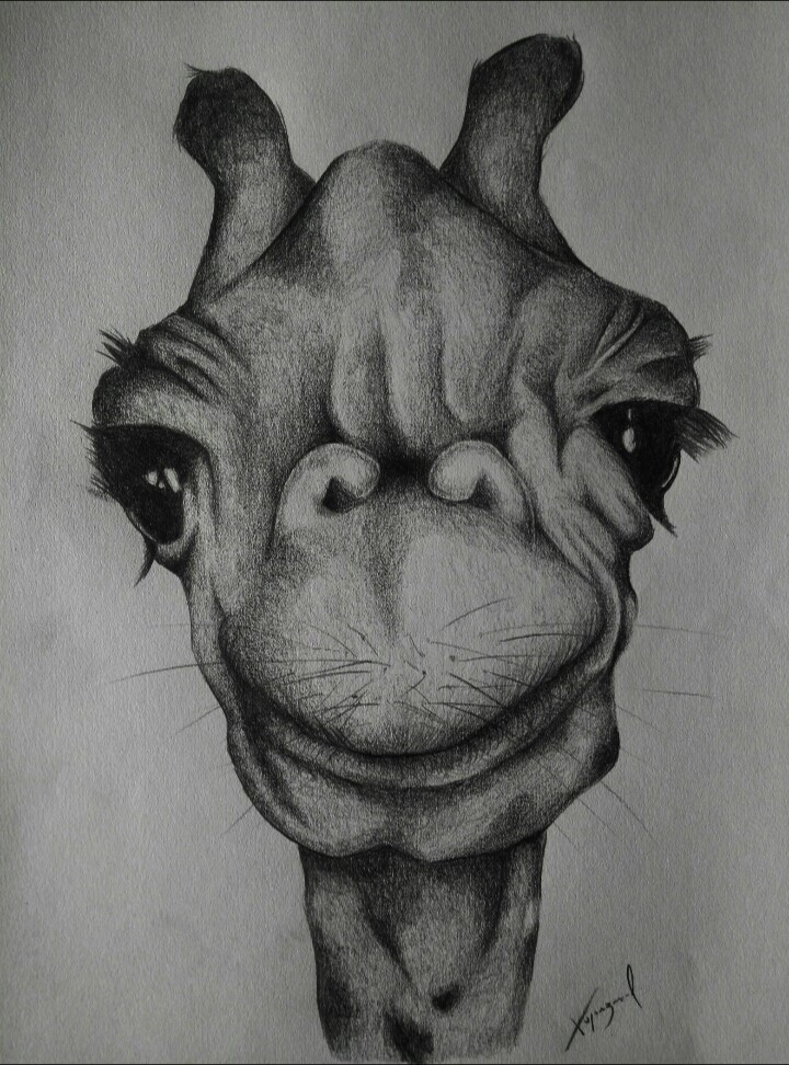 720x972 Giraffe Pencil Drawing - Giraffe Pencil Drawing