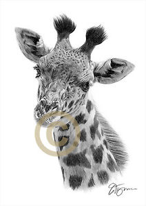 212x300 Giraffe Pencil Drawing Art Print Signed - Giraffe Pencil Drawing
