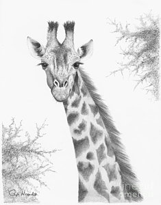 235x300 Giraffe Drawings Fine Art America - Giraffe Pictures Drawing