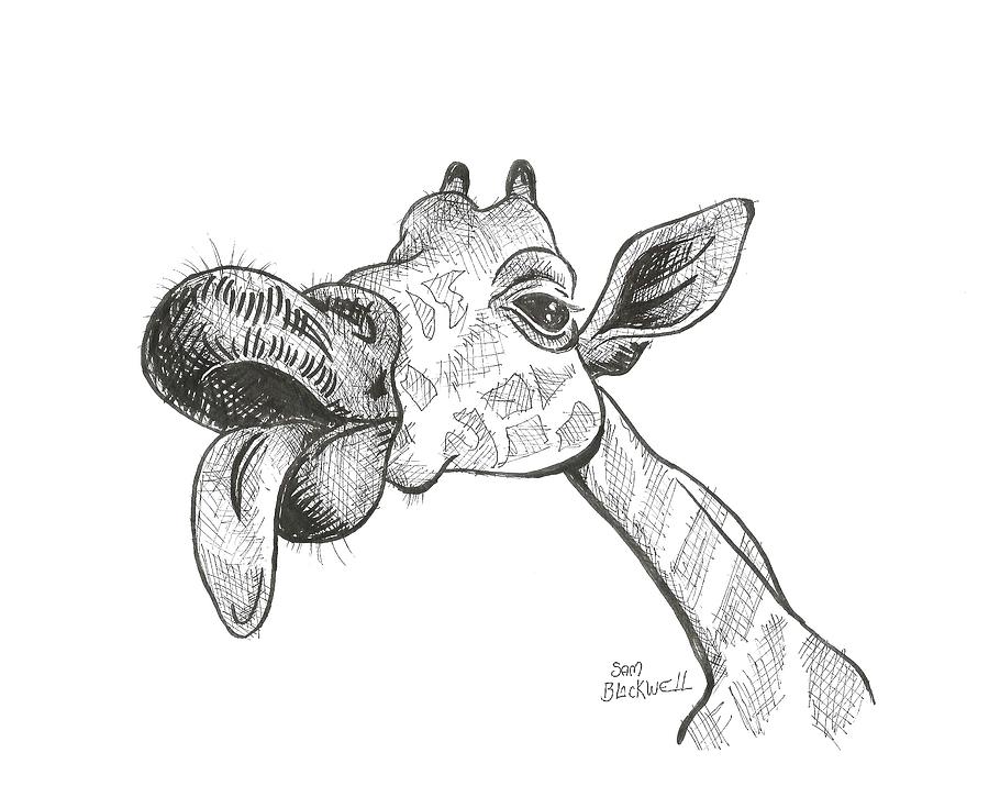 900x715 Giraffe Lick Drawing - Giraffe Pictures Drawing