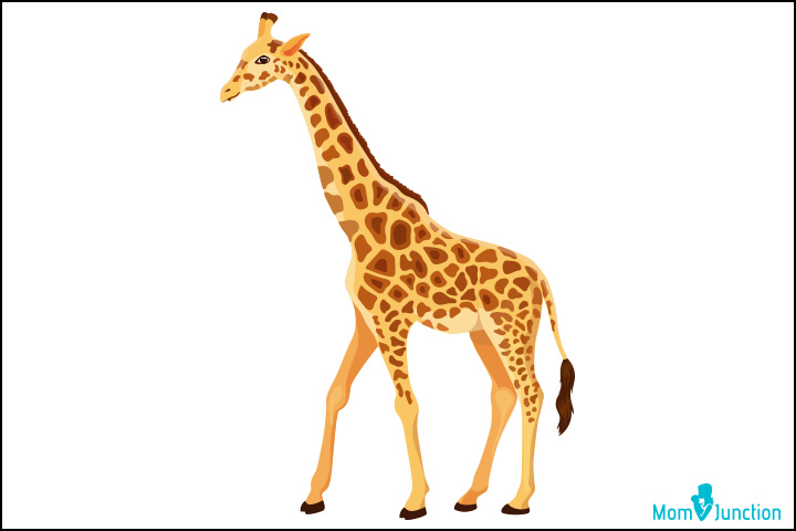 720x480 How To Draw A Giraffe An Easy Step - Giraffe Pictures Drawing