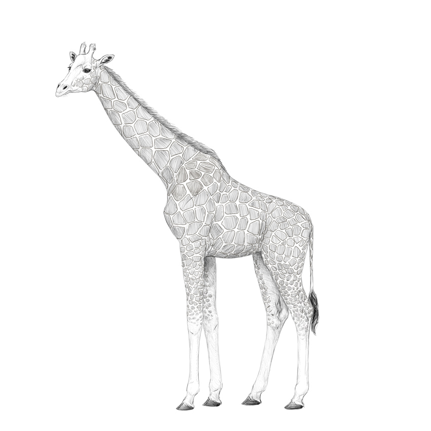 850x850 how to draw a giraffe and a giraffe pattern - Giraffe Pictures Drawing