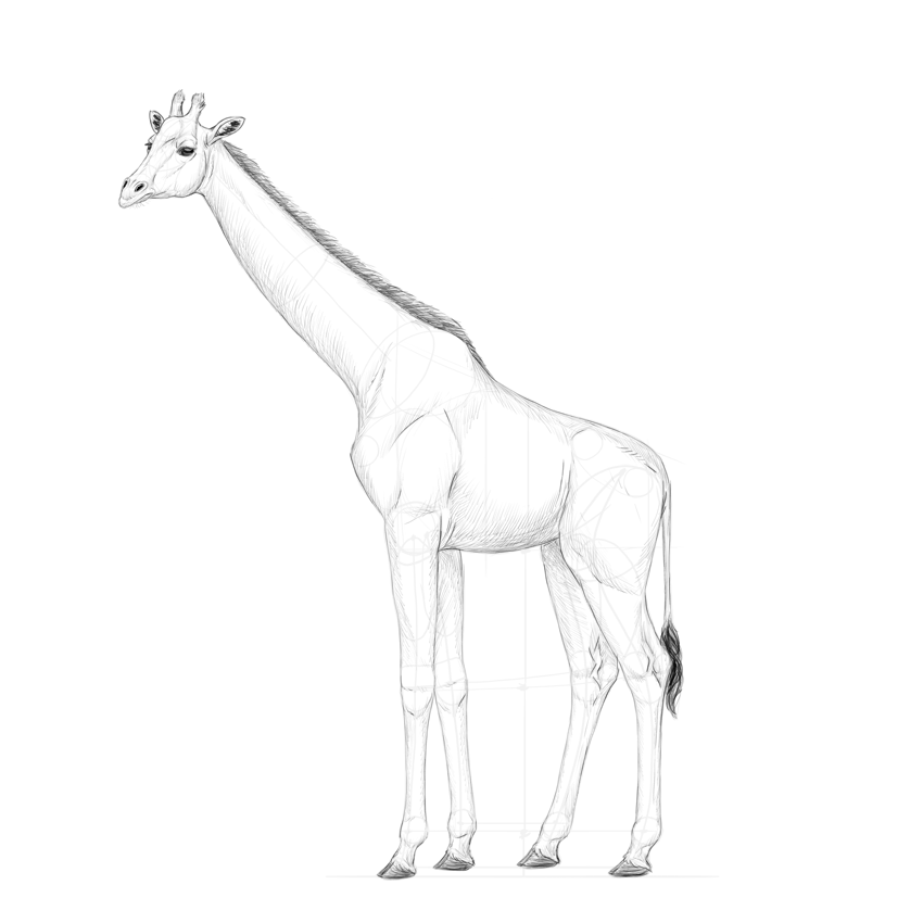 850x850 how to draw a giraffe and a giraffe pattern - Giraffe Pictures Drawing