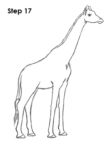 386x500 How To Draw A Giraffe - Giraffe Pictures Drawing