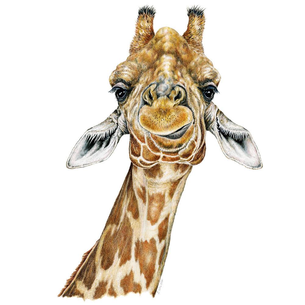 1000x1000 Giraffe - Giraffe Pictures Drawing
