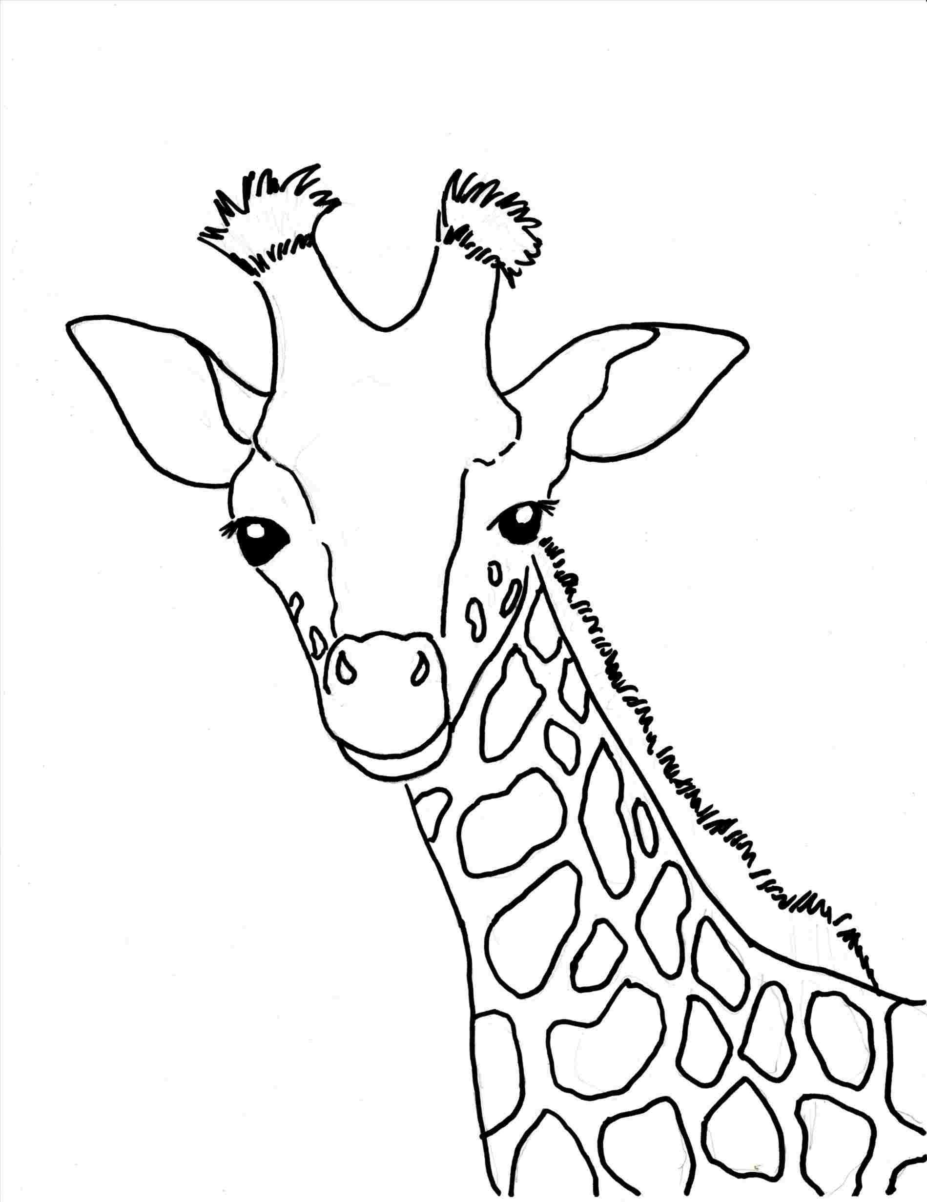 1899x2463 giraffe drawing pictures - Giraffe Pictures Drawing