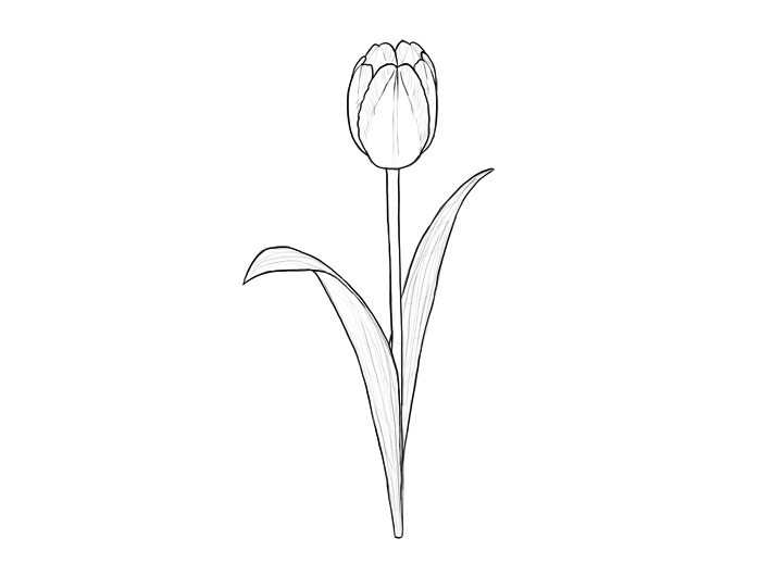 700x518 how to draw flowers the noble and sincere tulip - Give Drawing