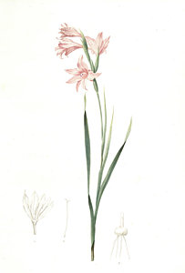 203x300 Gladiolus Carneus, Fladieul Couleur De Chair, Flesh Colored - Gladiolus Drawing
