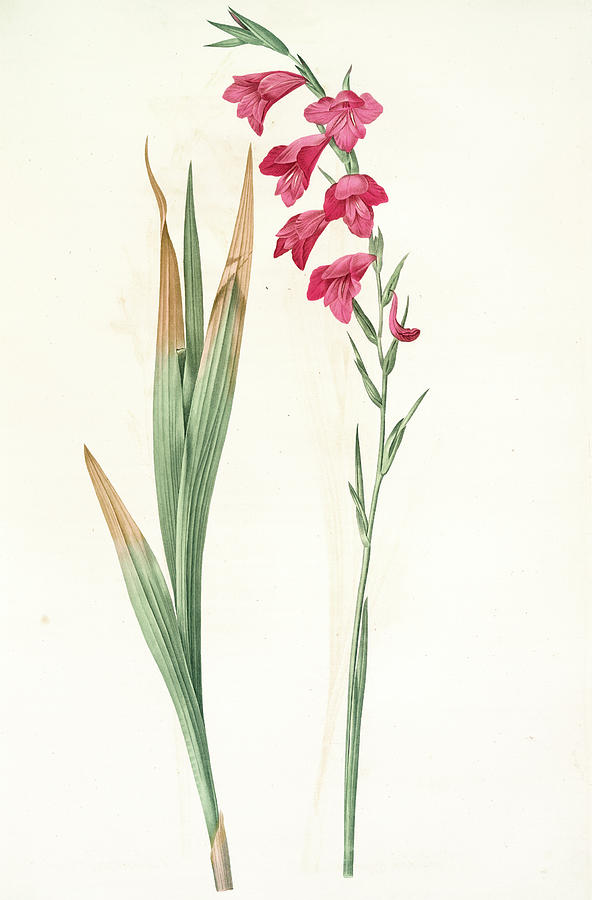 592x900 gladiolus communis, commun, corn flag drawing - Gladiolus Drawing