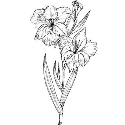 400x400 Gladiolus Flower Drawing Images Tatoos Flower Tattoo Drawings - Gladiolus Drawing
