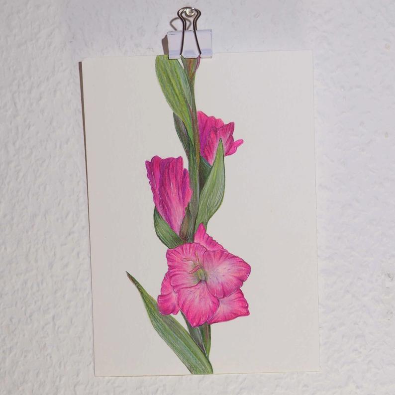794x794 Gladiolus Illustration Original Pencil Drawing Watercolor Etsy - Gladiolus Drawing
