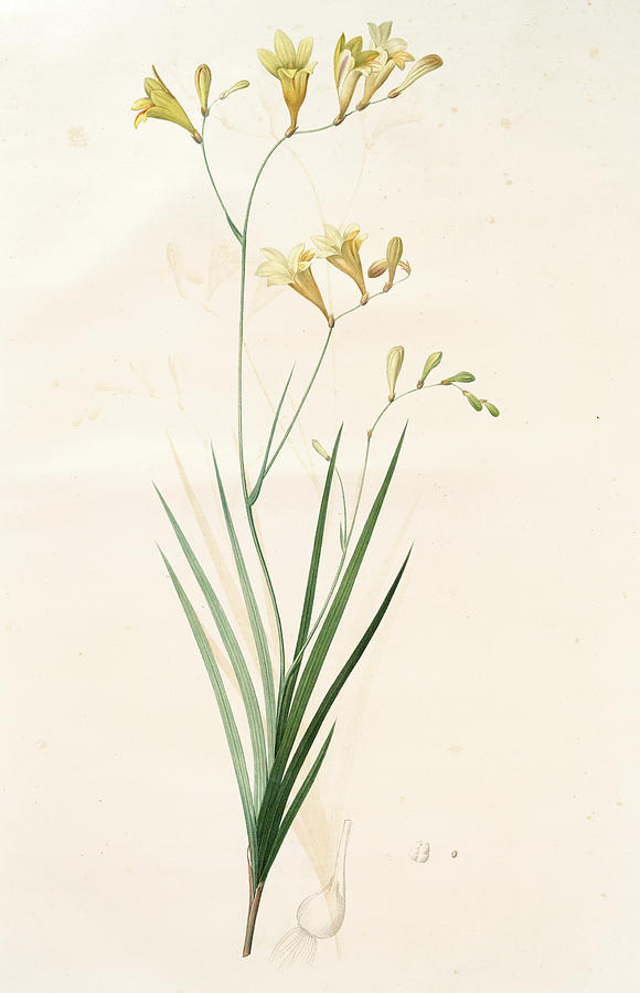 580x900 Gladiolus Refractus, Freesia Refracta Tiges Drawing - Gladiolus Drawing