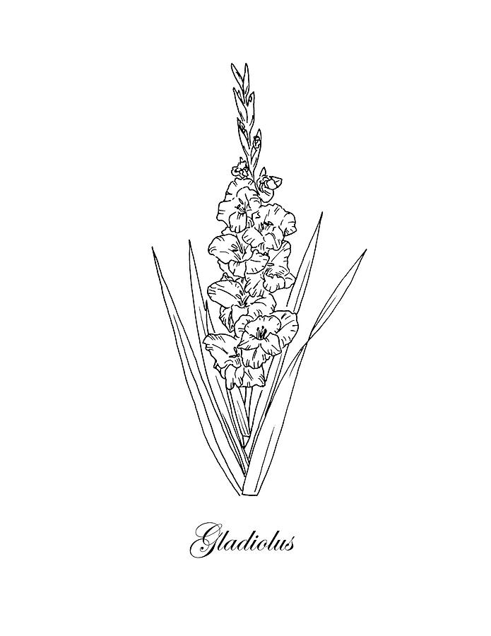 Gladiolus Botanical Drawing - Gladiolus Drawing. 