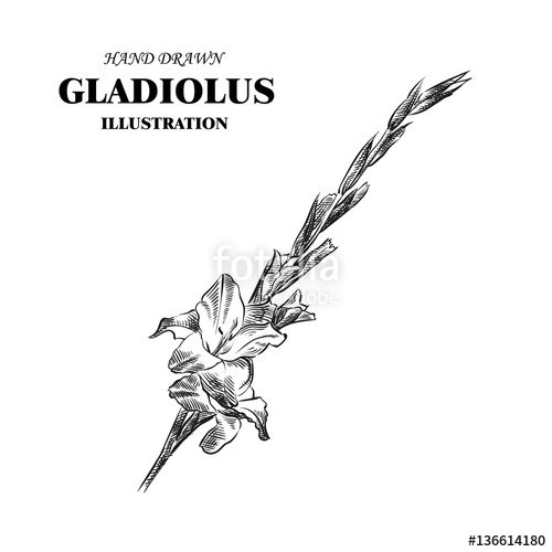 500x500 Hand Drawn Gladiolus Isolated On White Background Flowers - Gladiolus Drawing
