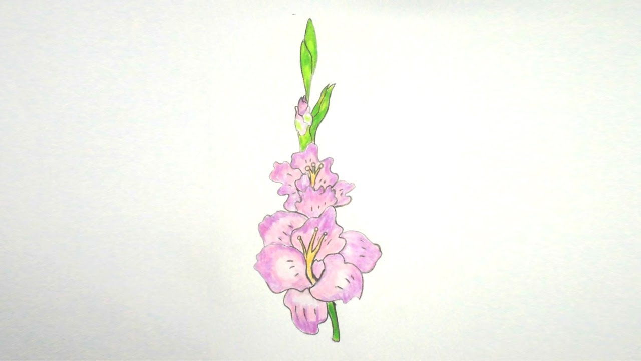 1280x720 how to draw gladiolus flower step - Gladiolus Drawing.