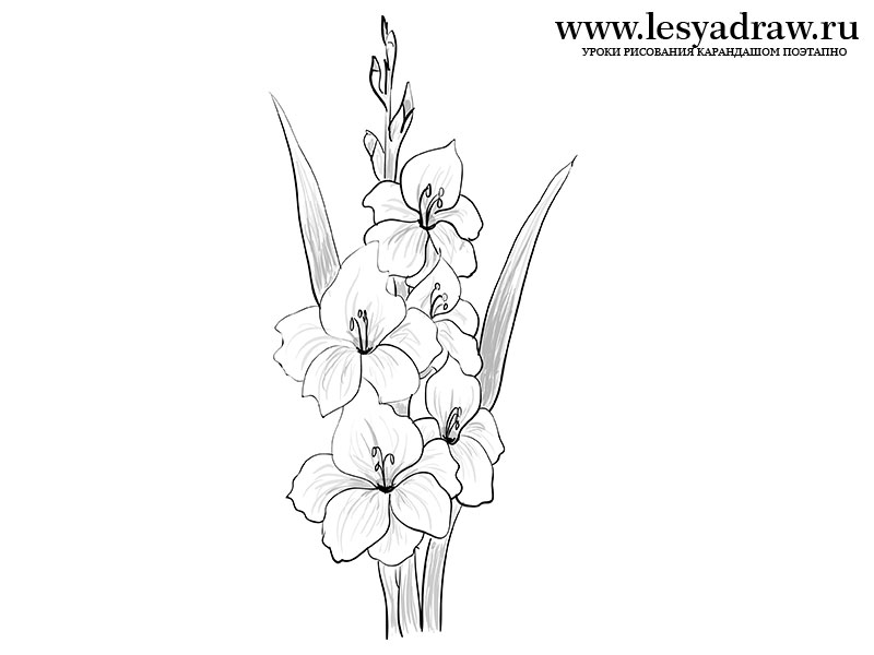 800x600 How To Draw Gladioluses With A Pencil Step - Gladiolus Drawing
