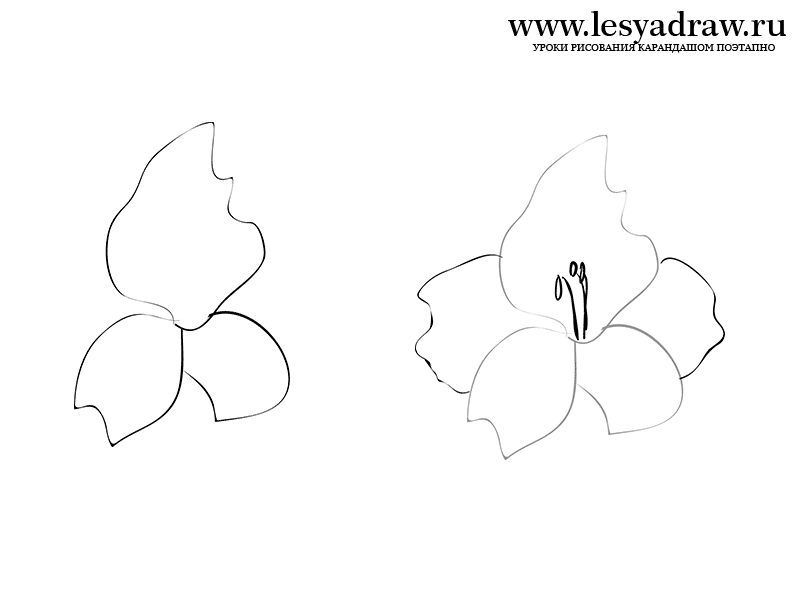 800x600 How To Draw Gladioluses With A Pencil Step - Gladiolus Drawing