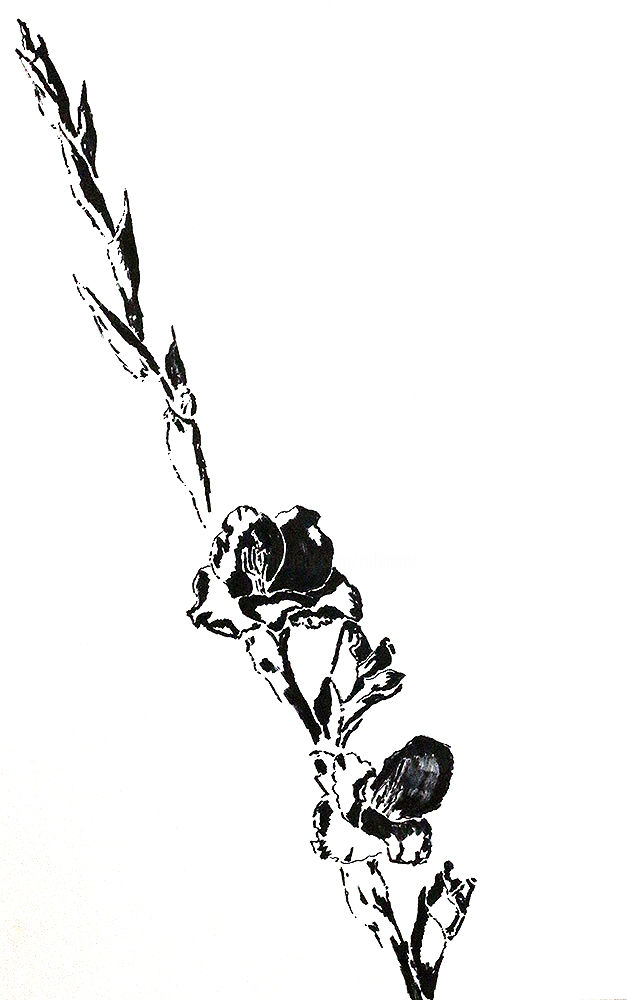 627x1000 Gladiolus Drawings Gladiola Drawing Ink Paper Drawing - Gladiolus Drawing