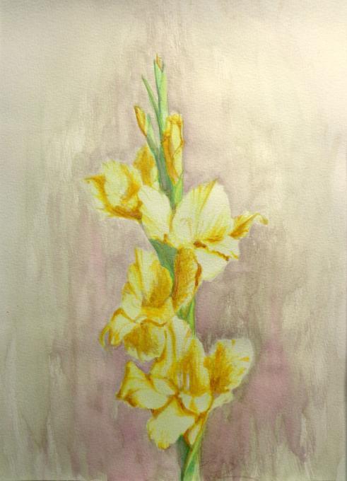 491x680 Gladiolus Flowers Drawings Pictures Drawings Ideas For Kids - Gladiolus Drawing