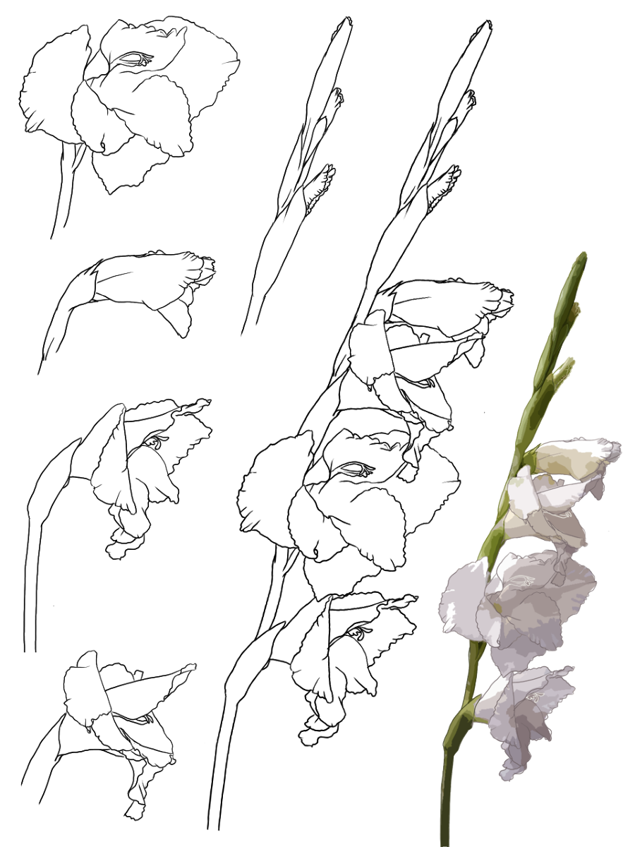 Gladiolus Flower Line Drawing Best Flower Site