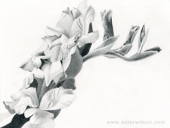 573x431 Daily Drawings - Gladiolus Drawing